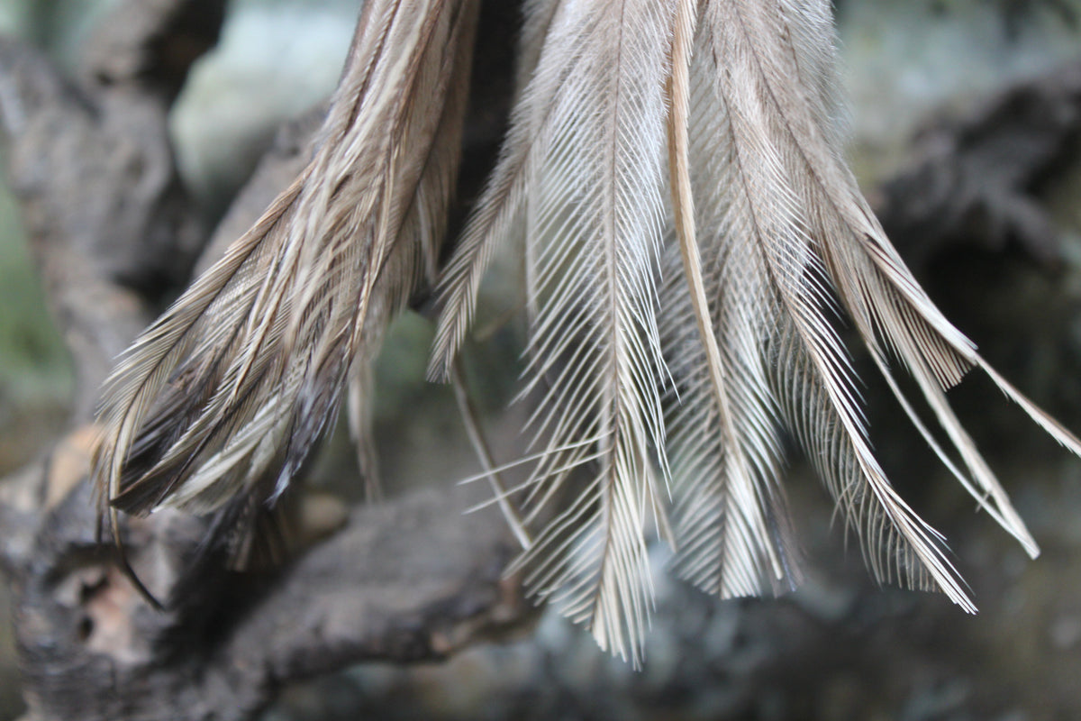 Feather serpent danglers